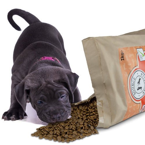 Large Breed Salmon Puppy Food - Steam Cooked Salmon & Veg - Complete Grain Free Puppy Food (2kg to 15kg)