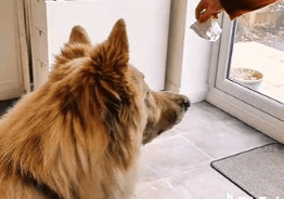 HQ Training Drill: Scrunchy Paper Treats - An Easy Snuffle Game for Dogs