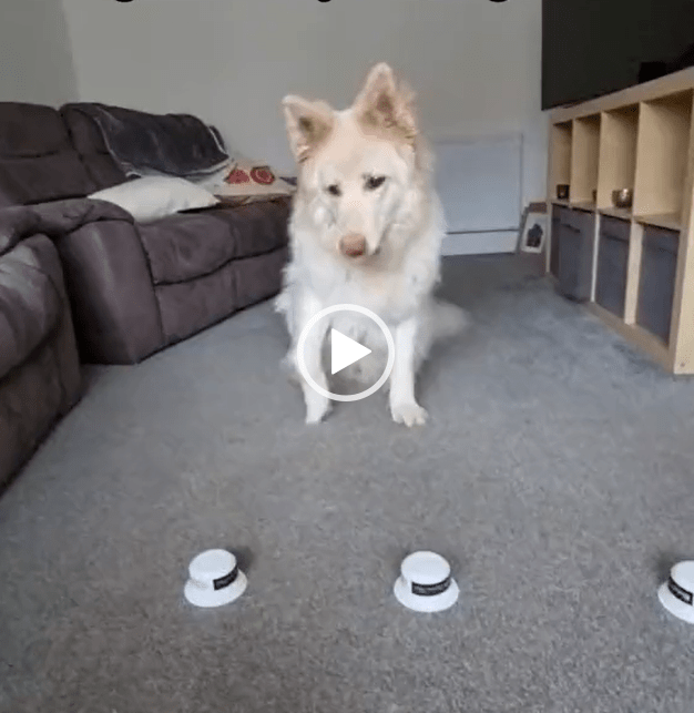 HQ Training Drill: Three Tubs, Two Treats - An Easy Investigation Game for Dogs