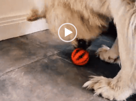 HQ Training Drill: Treat Ball - An Easy Enrichment Game for Dogs
