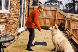 HQ Training Drill: Treat, Recall, Repeat - A Fun Recall Game for Dogs