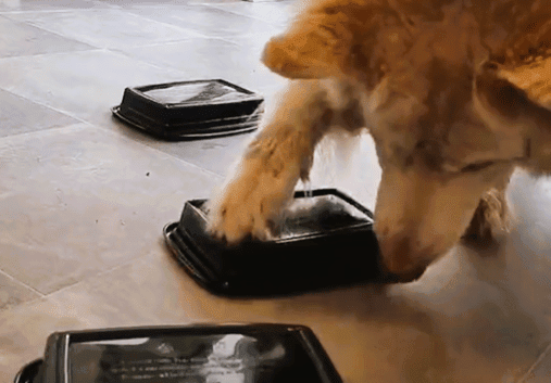HQ Training Drill: Tubs of Treats - An Easy Puzzle Game for Dogs