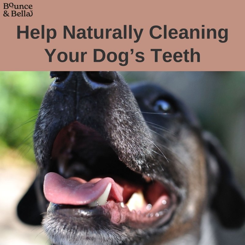 Fish Skin Snacks – Low Fat & Natural Dog Dental Chews