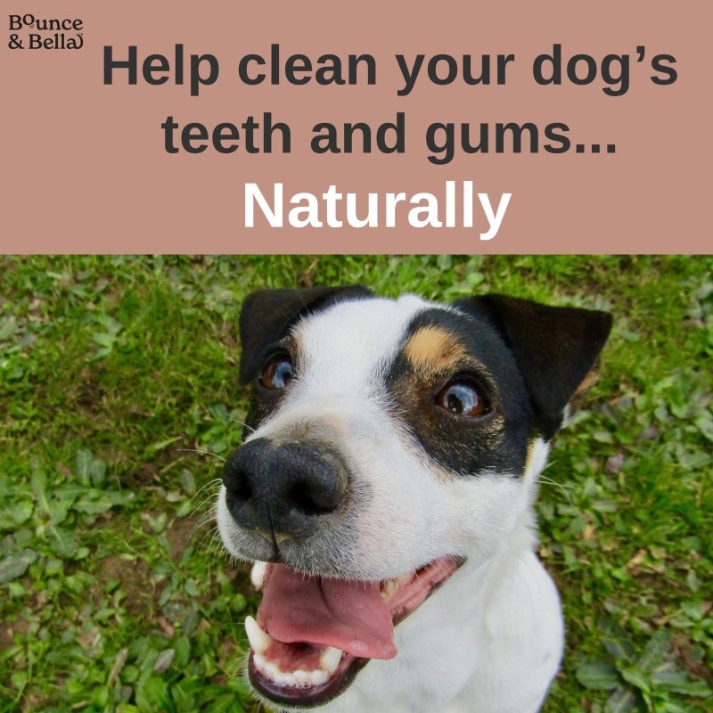 Natural Rabbit Ears with Hair,  Rich in Collagen &amp; Natural Dental Chews (from the Tasting Platter)