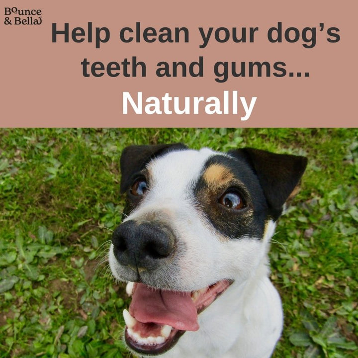 Natural Rabbit Ears with Hair,  Rich in Collagen &amp; Natural Dental Chews (from the Tasting Platter)