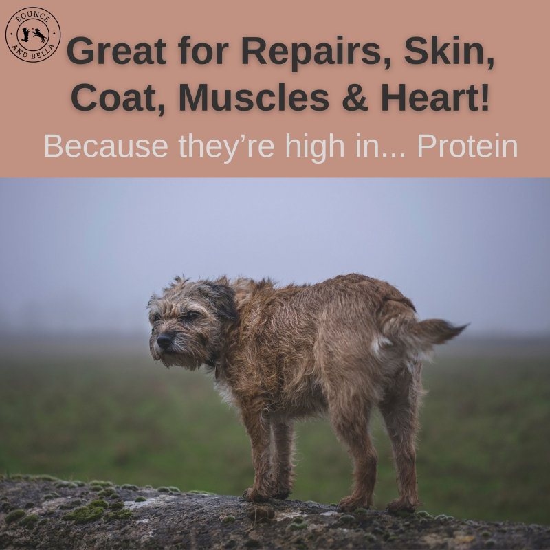 Natural Rabbit Ears with Hair,  Rich in Collagen & Natural Dental Chews (from the Tasting Platter)