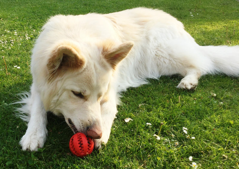 Dog Treat Ball Dispenser Toy