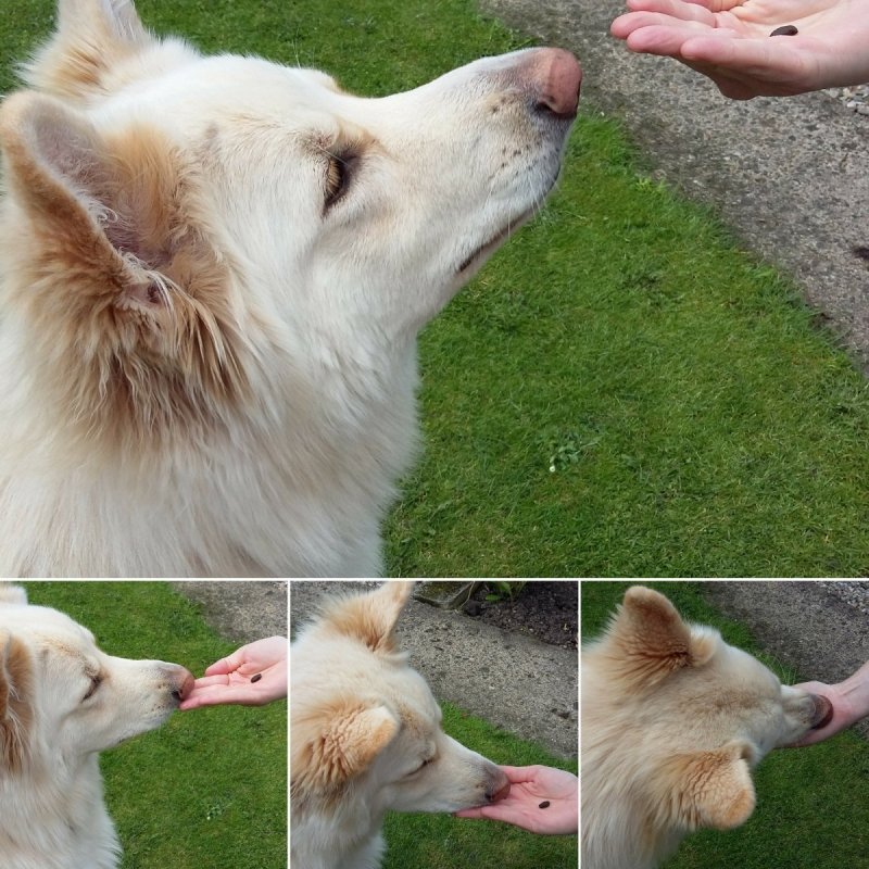 Training with Grain Free Fish Treats