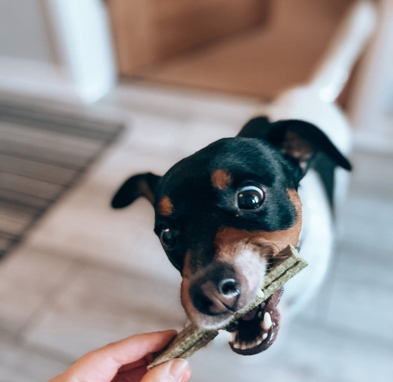 Green Tea Dental Chew