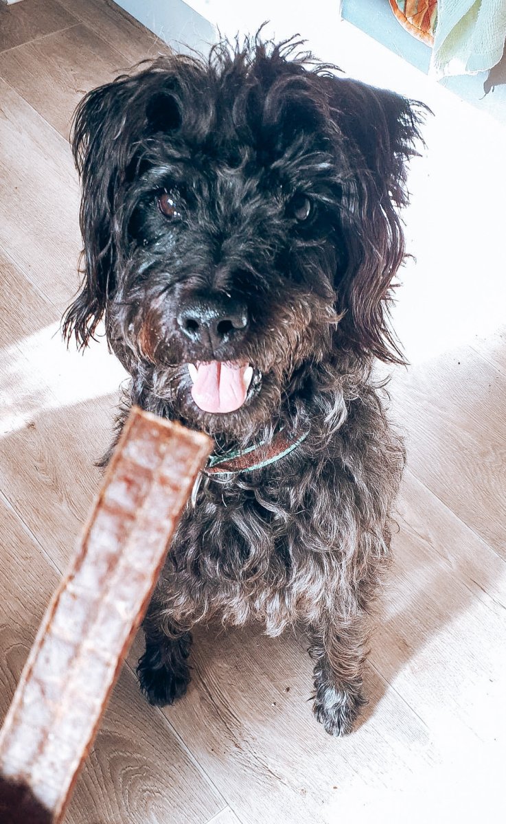 An image of a small black dog on its back legs waiting for a Beef Chew. 