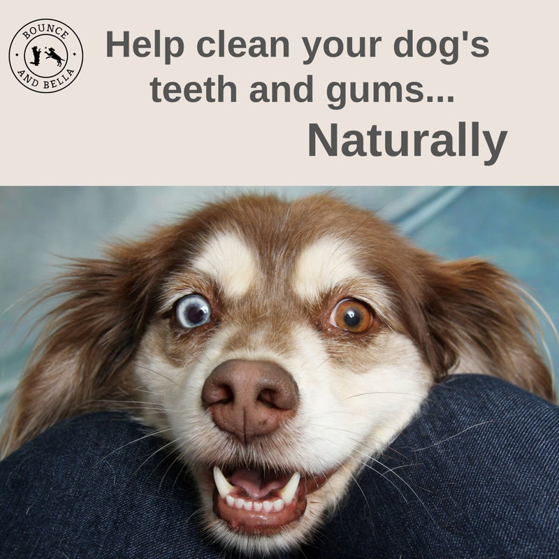 Help clean your dog’s teeth and gums naturally!