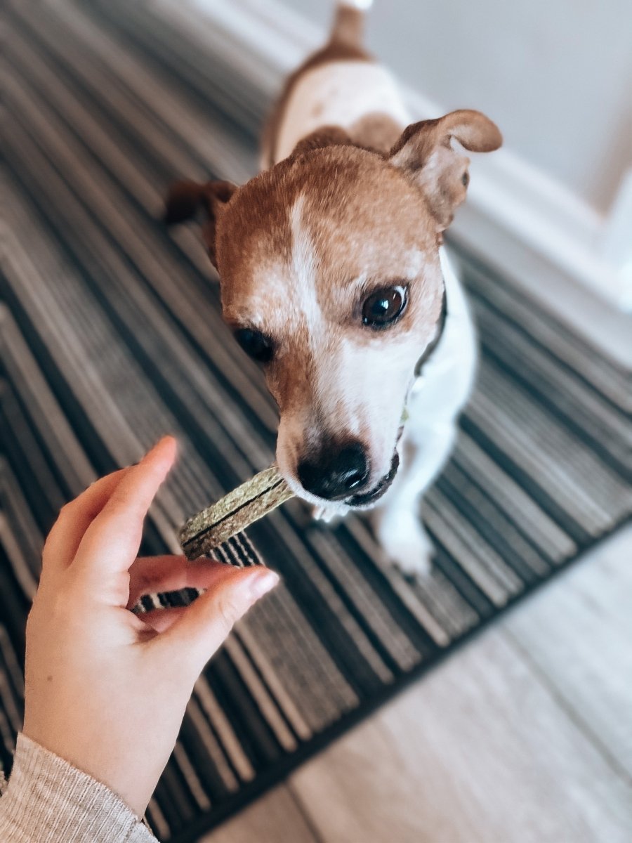 Chicken, Beef and Green Tea Chew in his mouth. 
