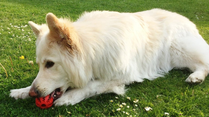Roscoe and his treat ball