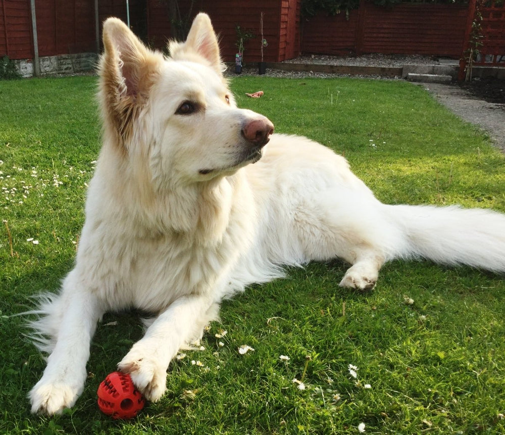 Dog treat ball dispenser toy. 