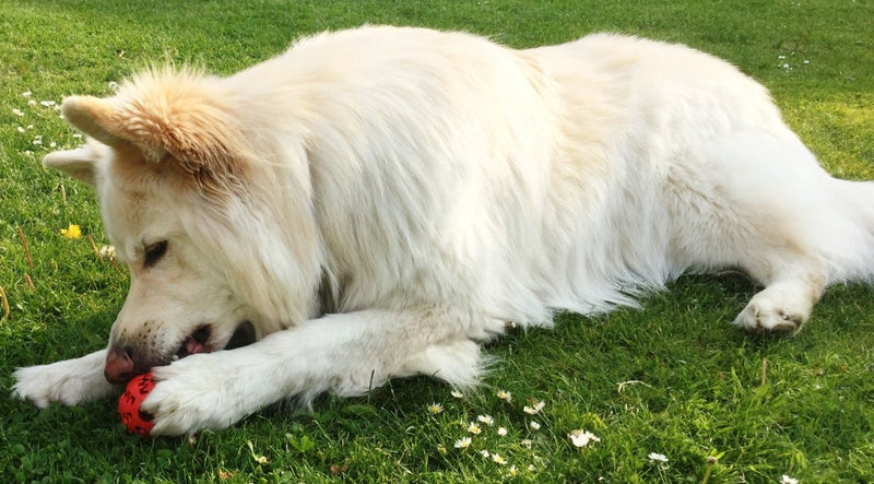 Dog Treat Dispenser Toy