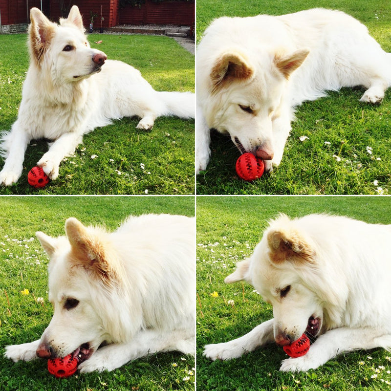 Dog Treat Dispenser Toy