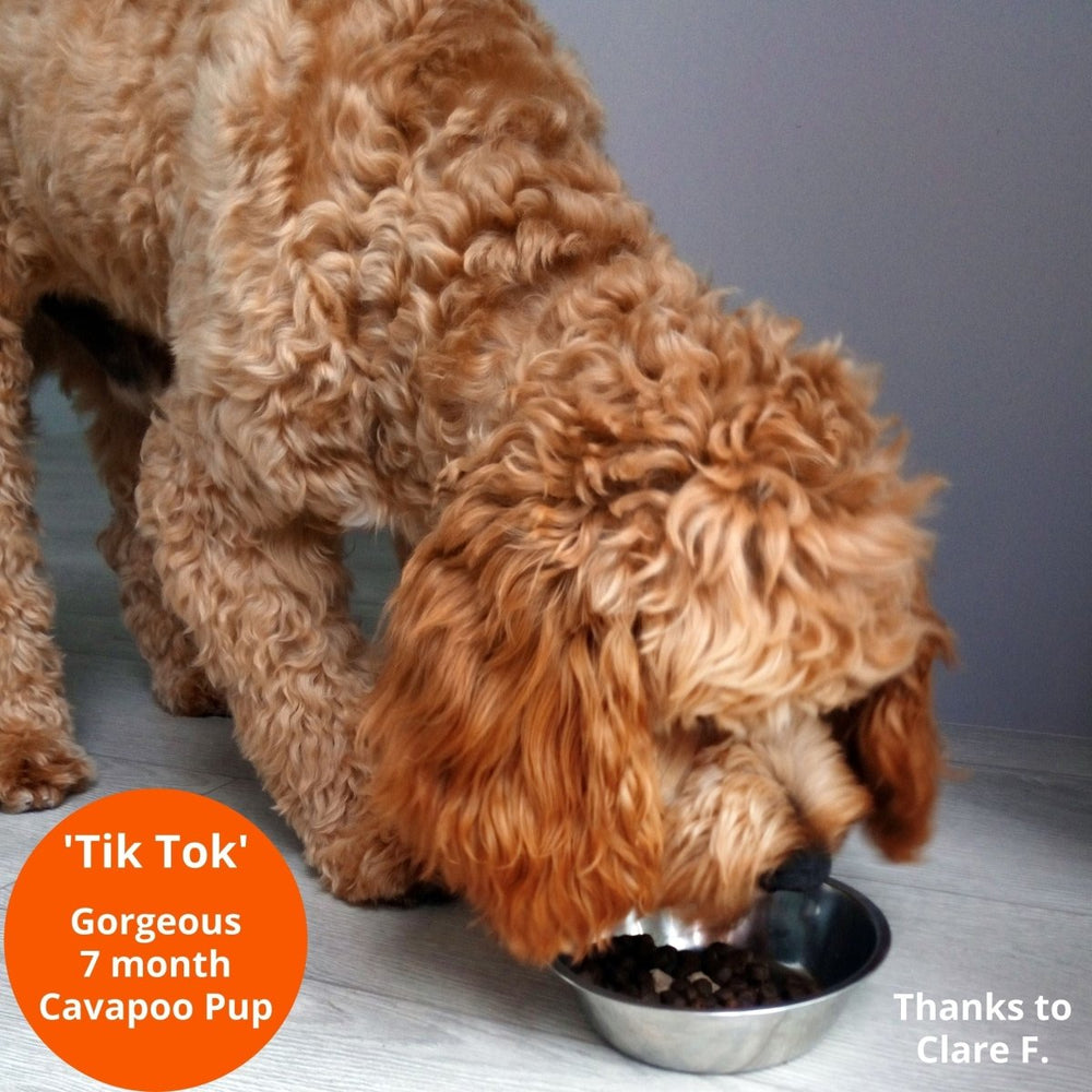 Grain-Free Steam Cooked Fish with vegetables Puppy Food