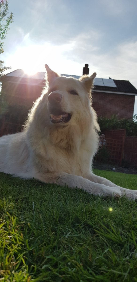 Introduce your Lovely Dog...
