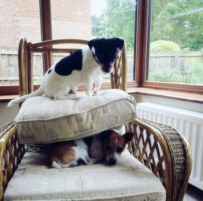 from Hannah - Rambo and Oscar