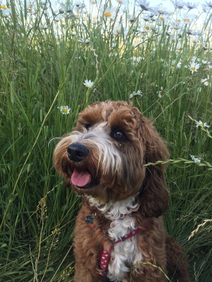 Luna from Zena