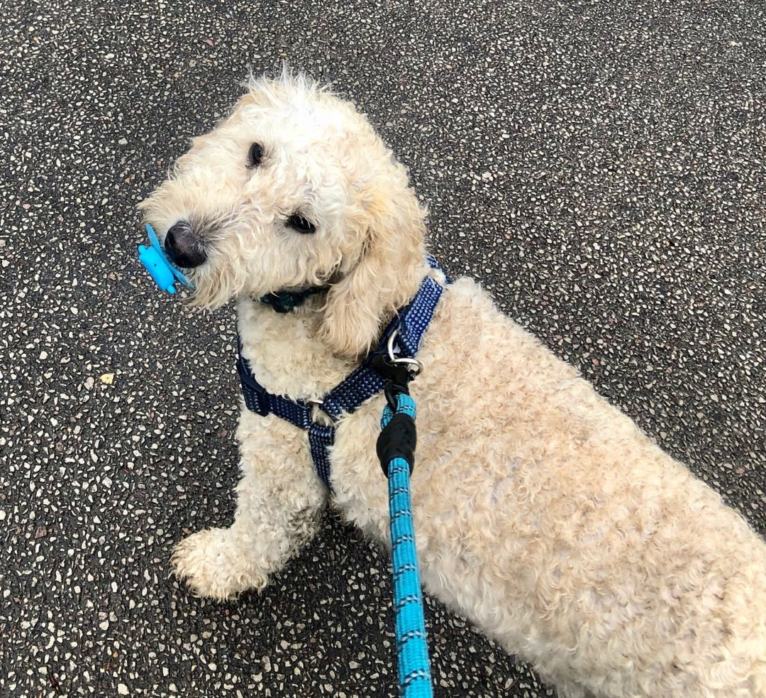 Archie by Tim