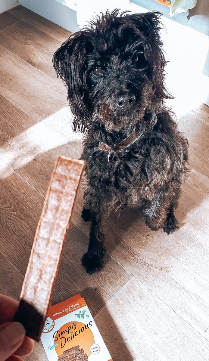 An image of a small black dog on its back legs waiting for a Beef Chew. 
