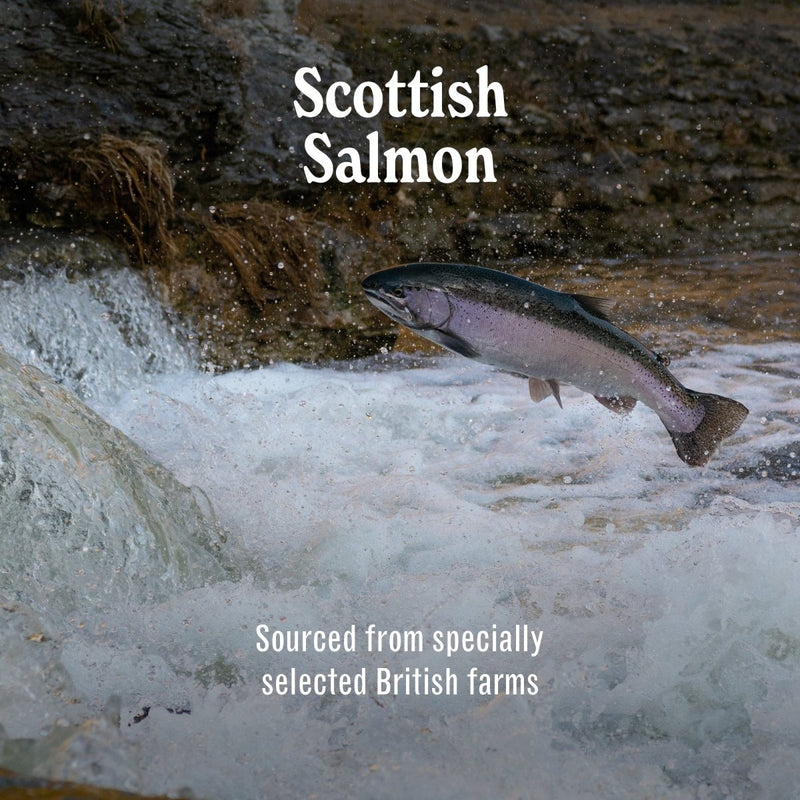 Scottish Salmon - SMALL BREED - Luxury Complete Grain Free Dry Dog Food (2kg to 12kg)